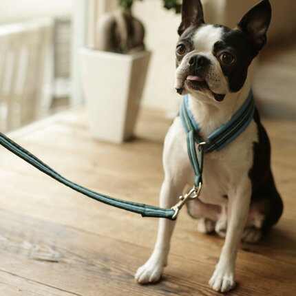 【訳あり品】フレッシュストライプハーフチョーク　40 ハーフチョーク 中型犬ハーフチョーク 中型犬 首への負担を軽減！小〜中型犬、長毛のワンちゃんにもお勧めです