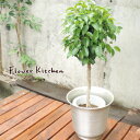 (観葉)季節の花鉢シリーズ『ベンジャミン Lサイズ 7号鉢 【イケア】【IKEA】 の ハッセルノート シルバー鉢カバー付き 』ベンジャミン/フィカス・ベンジャミナ/【送料無料】ギフト★インテリア/鉢植え/開店/祝/大型 大きい【あす楽_日曜営業】【スーパーDAEL】【観葉植物】