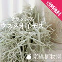 チランジア・ウスネオイデス スパニッシュモス 約60cm【1束】【インテリア おしゃれ 人気 楽天 通販 ギフト プレゼント】 チランジア・ウスネオイデス スパニッシュモス 約60cm【1束】【インテリア おしゃれ 人気 楽天 通販 ギフト プレゼント】