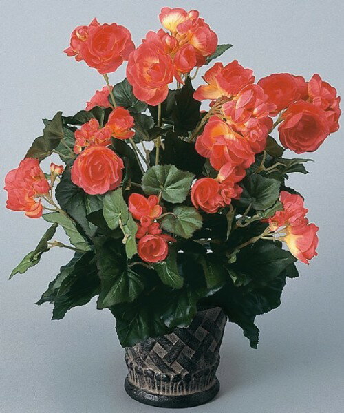 եȡˤʡƥꥢ˰첡˻ʤ˺Ŭʡ줤餺θγڱࡣ γڱ ٥˥Rڥ꡼ơ֥륿 ͹տʪ