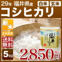 福井県産 コシヒカリ 5kg 送料無料(28年産