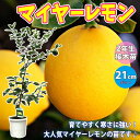 【送料無料】実付きレモン 早成り大実レモン マイヤーレモン【果樹苗 2年生 接木苗 21cmポット/1本】レモン苗 檸檬 れもん レモンの苗木 ベランダ 柑橘 香酸 ミカン 農園 農場 露地 シンボルツリー 耐寒性 自家結実性 ガーデニング 家庭菜園