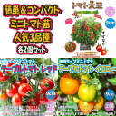 【送料無料・セット6】人気の場所いらず楽々栽培 矮性トマト苗3品種各2個セット【野菜苗 9cmポット自根苗 各2個/合計6個】品種:トマト大王・テーブルトマト赤実・テーブルトマト黄色実 ミニトマト苗 セット販売