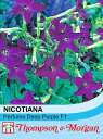 【輸入種子】Thompson & Morgan NICOTIANA Perfume Deep Purple F1 ニコチアナ パフューム・ディープ・パープル トンプソン&モーガン