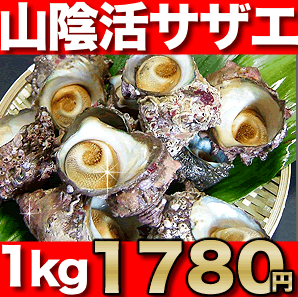 日本海産天然さざえ「活サザエ／約1kg」漁港から直送です【あす楽対応】【楽ギフ_のし】つぼ焼きに！バーベキューに！山口県の海でとれた新鮮な天然サザエがお買い得