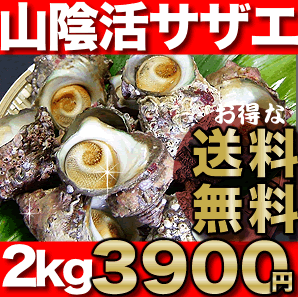 送料無料！日本海産天然さざえ「活サザエ／約2kg」漁港から直送です