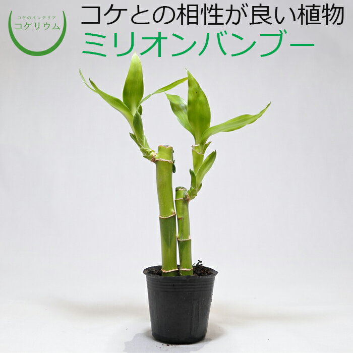 【観葉植物 おしゃれ ミニ テラリウム ミニ観葉 コケリ...