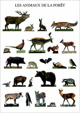 ﾎﾟｽﾄｶｰﾄﾞ 森の動物