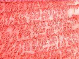 Ϥǥ磻磻ȡ򤤤ޤ礦¼A5100g