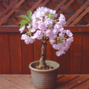 一才桜 ポット苗自分で植え替えたい方にはお買い得です！