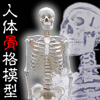 人体骨格模型　がい骨　【ヒューマンスカル】　大型160cm　 骸骨　がいこつ　実験室や　整骨院　生体師にオススメ　がいこつ模型頭蓋骨　もリアルです