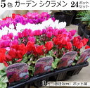 ガーデン シクラメン 苗 5色 9cmポット 24ポットセット