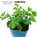 イタリアン パセリ 苗 Comune 9cmポット苗 【輸入...
