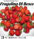 ワイルドストロベリー苗・森のイチゴ Fragolina Di Bosco