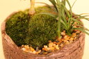 【植木鉢 盆栽鉢】信楽焼の盆栽鉢 黒 窯変 松皮ちぎり尻丸 3号【楽ギフ_包装】