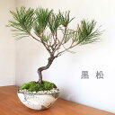 盆栽 黒松 笠間 刷毛目鉢 クロマツ 男松 曲付き 陶器鉢 bonsai 盆栽飾り 縁起物 長生きご長寿 還暦祝い 父の日 母の日 誕生日 めでたい 寿