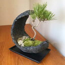 盆栽 黒松 水昇岩三日月鉢 飾り皿付 クロマツ 男松 陶器鉢 bonsai 盆栽飾り 縁起物 長生きご長寿 還暦祝い 父の日 母の日 誕生日 めでたい 寿