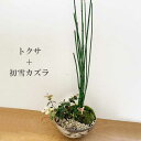 盆栽 可憐な寄せ植え盆栽 トクサ・初雪カズラの盆栽_刷毛目丸鉢