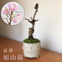盆栽 旭山桜 あさひやまさくら 真山茜 トリ鉢 八重の桜 かわいい 花咲くぼんさい 盆栽桜 ギフト花咲く盆栽 盆栽桜 初めての盆栽 父の日 母の日 誕生日 新入学 新築祝い 退職祝い 益子 苔 こけ 桜 さくら サクラ ぼんさい ボンサイ