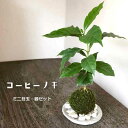 苔玉 コーヒーノキ コーヒーの木の苔玉・器セット 手のひらサイズでも本格的 一年中葉を楽しめる おためしこけだま かわいい おしゃれ 珈琲 coffee