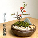 落葉中 盆栽 長寿梅 紅花 紅長寿梅 亀付き 紅長寿梅の盆栽 信楽茶鉢 長寿梅 紅花 花咲く盆栽 べにちょうじゅばい縁起良い ギフト初心者 初めての盆栽 父の日 母の日 誕生日 新入学 新築祝い 育てやすい 四季咲き 縁起物 還暦祝い 結婚祝い ぼんさい ボンサイ
