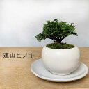 盆栽 小さくも壮大な景色をお楽しみください 檜（れんざんひのき）の盆栽（白陶器鉢）・下皿セット 父の日 母の日 誕生日 bonsai ミニ盆栽 ぼんさい ボンサイ ひのき ヒノキ レンザンヒノキ