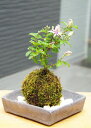 苔玉 毎年5月から夏ごろに美しい花が楽しめる 睡蓮木(スイレンボク)の苔玉焼締角器セット 敷石つき 陶房・歩知歩智 名古屋セット