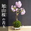 【桜(旭山桜)の苔玉・信楽焼白三つ足器セット】