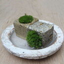 盆栽苔盆栽 こけキューブ 器つき ×2個セット つんだり・ならべたり・ちいさな苔