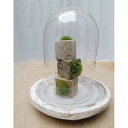 盆栽苔盆栽 こけキューブ 器 ガラスドームつき ×3個セット つんだり・ならべたり・ちいさな苔