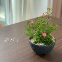 【現在花なし】盆栽 ノイバラ 雅 ミヤビバラの盆栽【選べる万古鉢】万古焼 四日市 bonsai 誕生日 還暦祝い 母の日 父の日 母の日