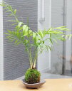 いつでもリゾート気分を味わえる苔玉 テーブルヤシの苔玉・三つ足灰器セット こけだま 苔 こけ コケ コケダマ こけ玉 吊り苔玉 観葉植物 ヤシ