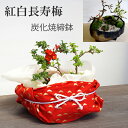 盆栽 長寿梅 紅白 二本植え 紅白長寿梅の盆栽(炭化焼締鉢) 紅白風呂敷ラッピング 花咲くボンサイ bonsai ギフト初めての盆栽 草木瓜 お祝い 父の日 母の日 誕生日 新入学 新築祝い ウェディングギフト