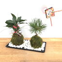 黒松の苔玉 十両(ヤブコウジ) 苔玉 水引き ピック陶器長方受皿セット 風水 縁起物 ギフト 贈り物 観葉植物 開運 紅葉 おめでたい 運気を上げる bonsai ミニ盆栽 風水 なんてん 苔 こけ こけだま 縁起物 風水