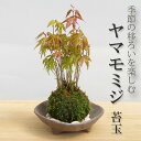 落葉中 苔玉 こけ玉 春に新芽・秋に紅葉が楽しめる 山モミジ苔玉 こけ玉・三つ足灰器・敷石セット もみじ モミジ こうよう こけだま コケダマ 苔 こけ コケ やまもみじ やまもみじ