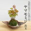春に新芽・秋に紅葉が楽しめる【山モミジ苔玉・焼締茶器・敷石セット】