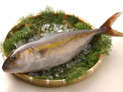 【鮮魚】勘八〈カンパチ〉1匹、3.5Kg前後...:oishiina:10001042