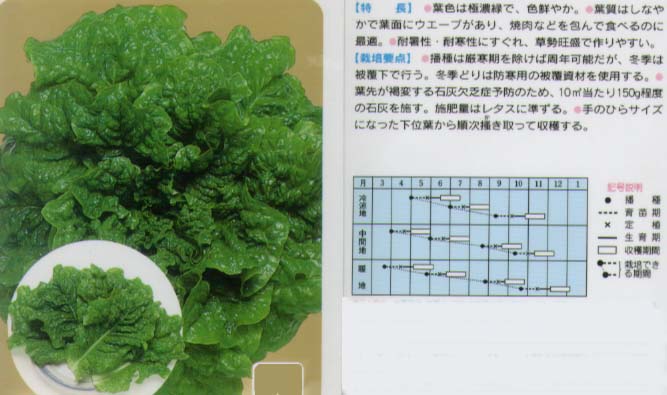 【レタス】 固定種 チマ・サンチュ（青葉） [春まき野菜のタネ]