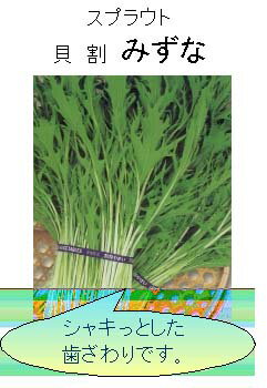 yẼT_؁z R[T_@}[V