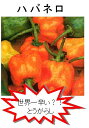 【世界の果菜】 ハバネロ