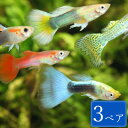 グッピー 色ミックス 3ペア セット 観賞魚 魚 アクアリウ...