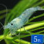 ブルーベルベットシュリンプ 5匹 シュリンプ エビ アクアリウム 熱帯魚 ペット