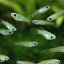 アフリカンランプアイ (ブリード) (インドネシア産) (SM) 1匹 観賞魚 魚 アクアリウム メダカの仲間 熱帯魚 ペット スターターフィッシュ 初心者