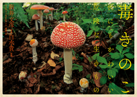 毒きのこ世にもかわいい危険な生きもの