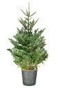 送料無料・本物志向のクリスマスツリー！もみの木（モミの木、樅の木、モミノキ、もみのき） 150cm 05P24Jun11これが本物の「もみの木」「モミの木」送料無料クリスマスツリー