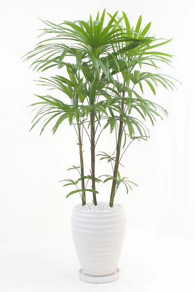 観葉植物 シュロチク 棕櫚竹 白陶器ポット入り お祝い 大型 観葉植物...:saisyokukenbi:10000235
