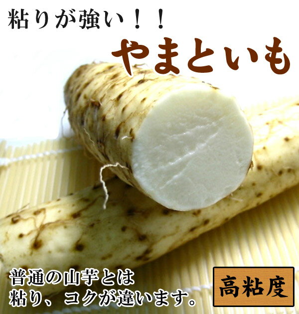 高糖度 やまいも 山芋 やまと芋 大和芋 1本...:sankin-asaichi:10004934