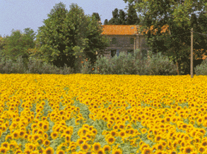 　ヨーロッパ花の旅　南仏プロヴァンス　花の旅