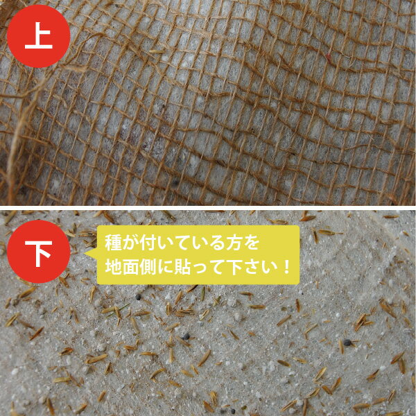 【送料無料】ぴたっと貼るだけ!西洋芝(芝生シート)