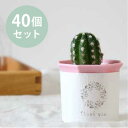 【プチギフト】ミニサボテン40個セット ラッピング